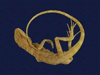 Swinhoe’s tree lizard Collection Image, Figure 2, Total 6 Figures